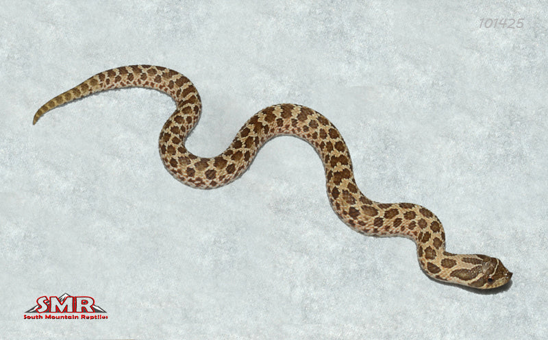 Western Hognose 8" Female for sale by South Mountain Reptiles