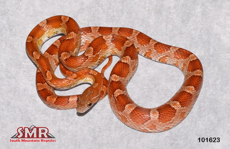 Pos-het Palmetto 31" Male for sale by South Mountain Reptiles