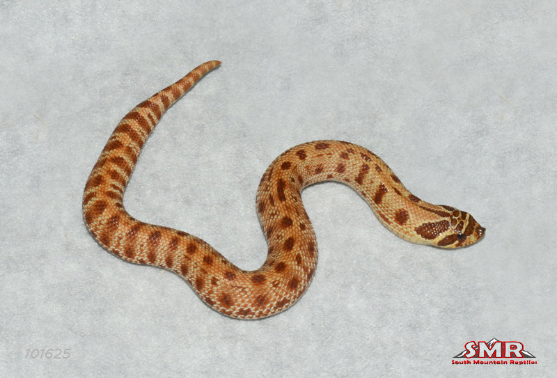 Extreme Red Anaconda 7" Female for sale by South Mountain Reptiles
