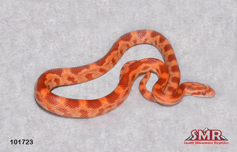 Red Factor Reverse Okeetee 16" Female for sale by South Mountain Reptiles