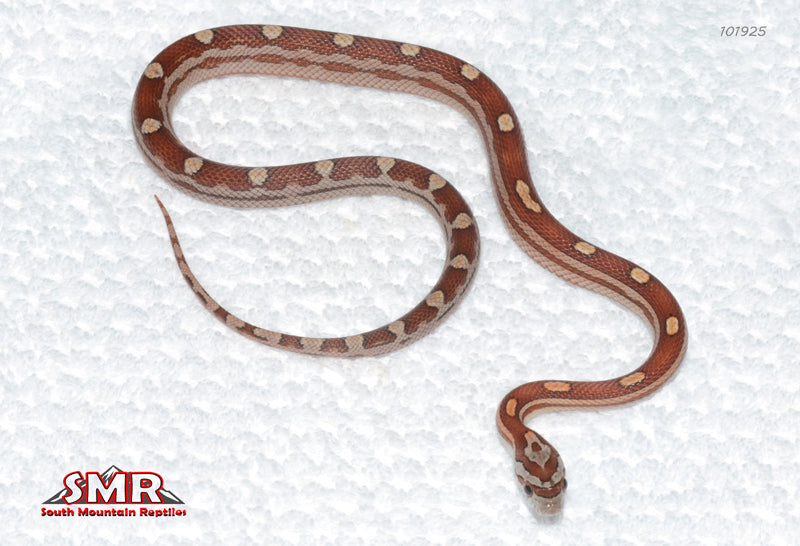 Motley 15" Male for sale by South Mountain Reptiles
