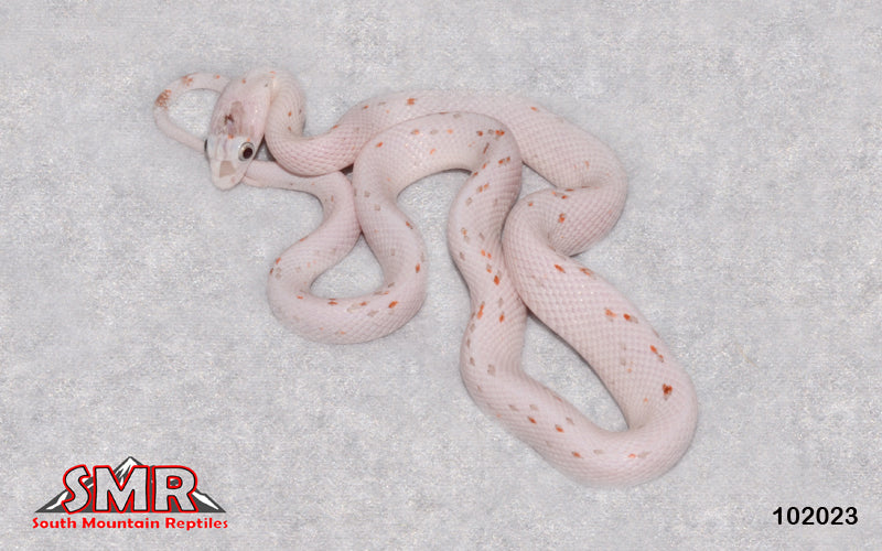 Palmetto 15" Female for sale by South Mountain Reptiles