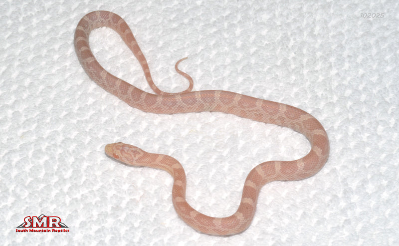 Sunkissed Coral Snow 14" Female for sale by South Mountain Reptiles