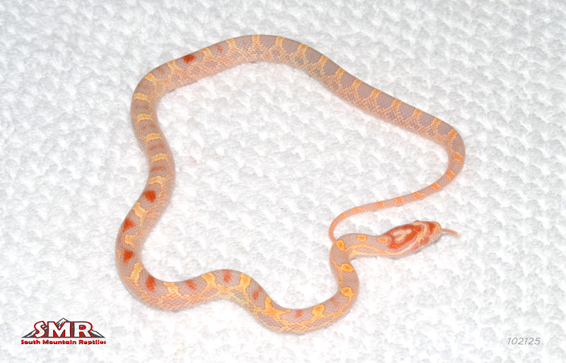 Extreme Reverse Okeetee 14' Female for sale by South Mountain Reptiles