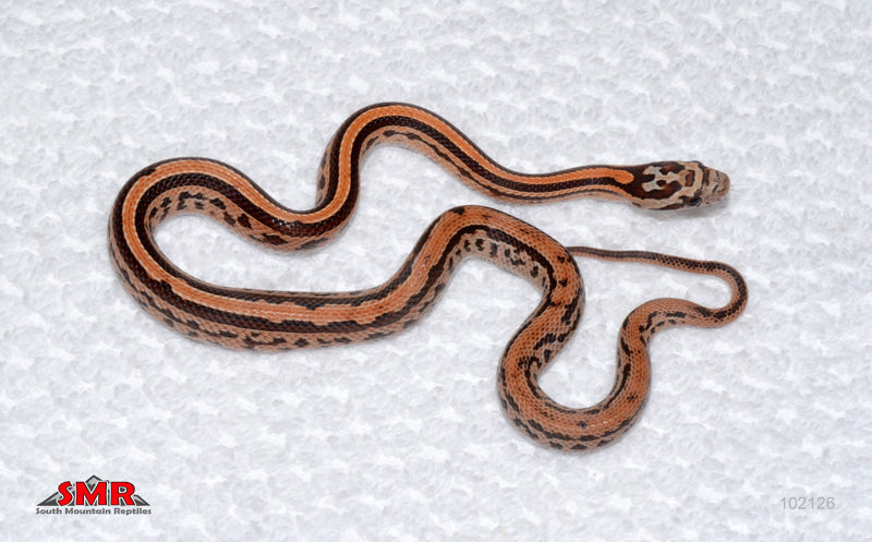 Tessera - female