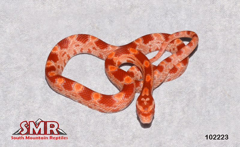 Red Factor Reverse Okeetee 12" male for sale by South Mountain Reptiles