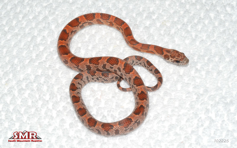 Extreme Sunkissed Okeetee 14" Female for sale by South Mountain Reptiles
