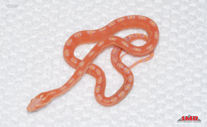 Scaleless Reverse Okeetee - male
