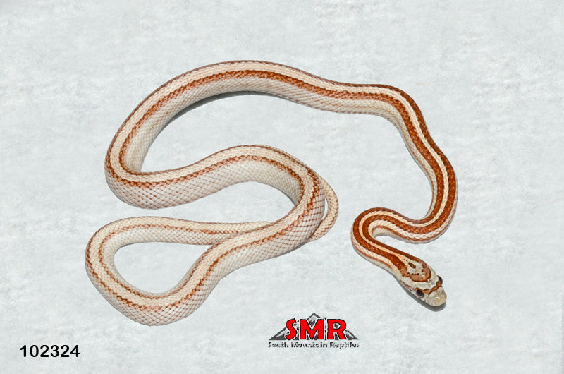 Striped (Motley) Miami Tessera 23" Male for sale by South Mountain Reptiles
