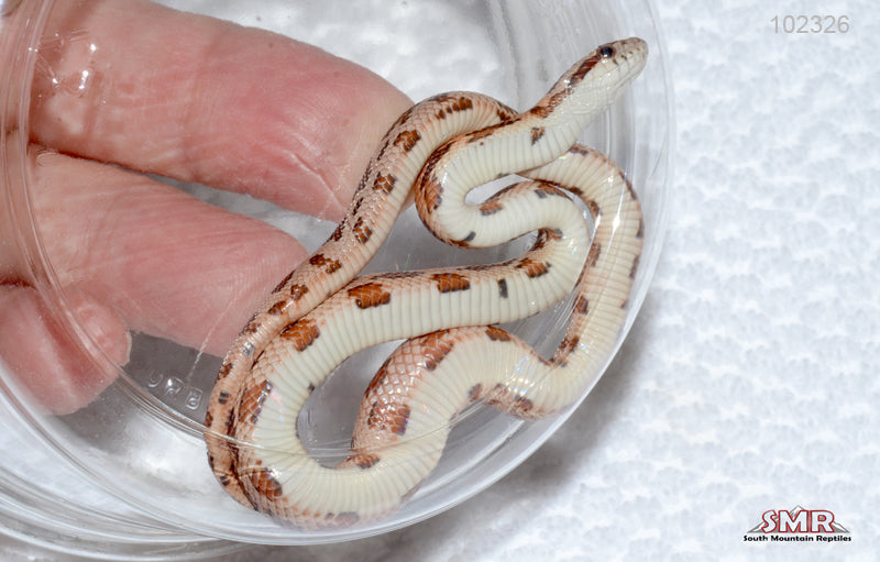 Red Factor Okeetee male
