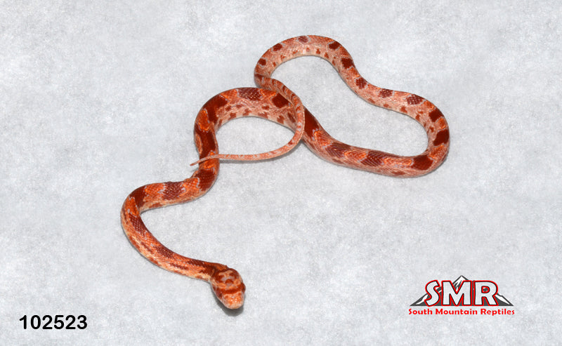 Cherry Reverse Okeetee 12" Male for sale by South Mountain Reptiles