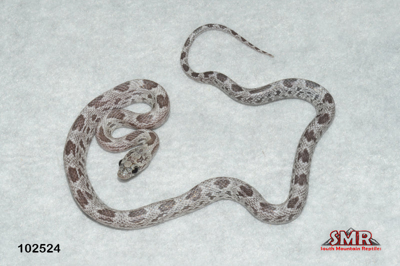 Shatter 14" Female for sale by South Mountain Reptiles