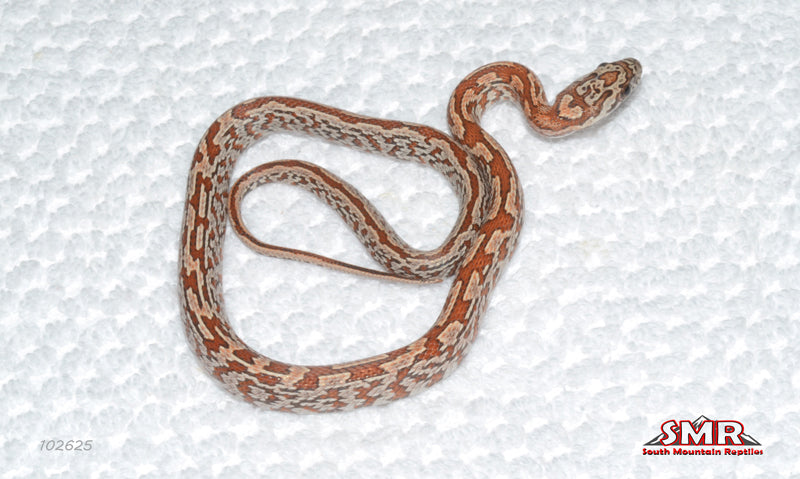 Sunkissed Tessera 12" Female for sale by South Mountain Reptiles