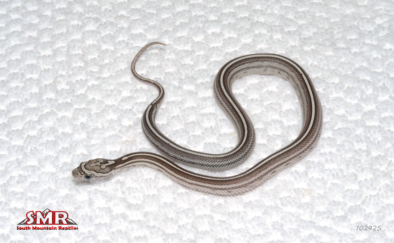 Anery Motley Tessera 11" Female for sale by South Mountain Reptiles