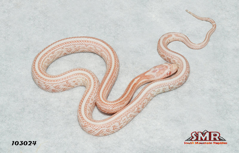 Peppermint Tessera 14" Male for sale by South Mountain Reptiles