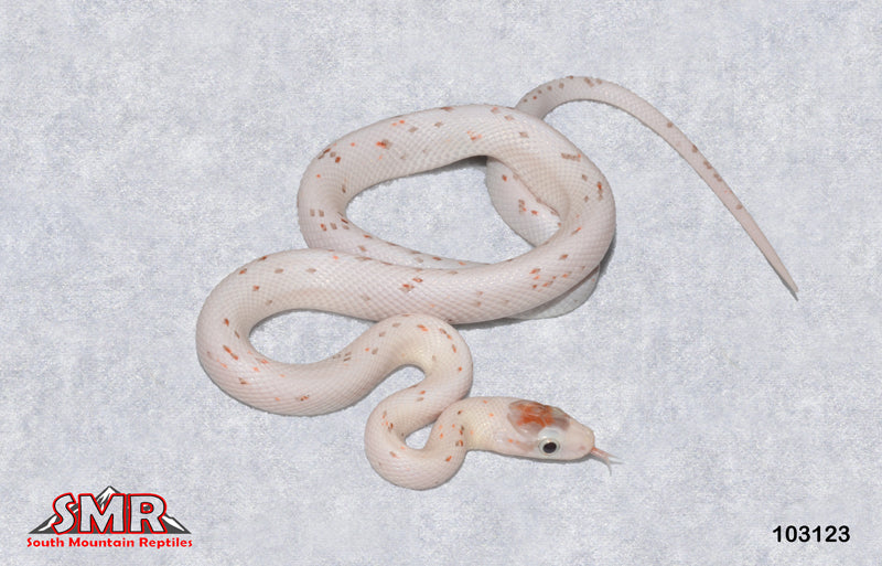 Palmetto 15" Male for sale by South Mountain Reptiles