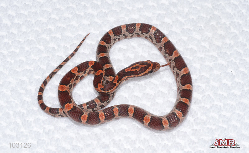 Red Okeetee from Red Coat X Red Factor female