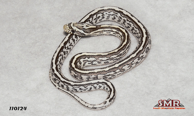 Anery Tessera 12" Male for sale by South Mountain Reptiles