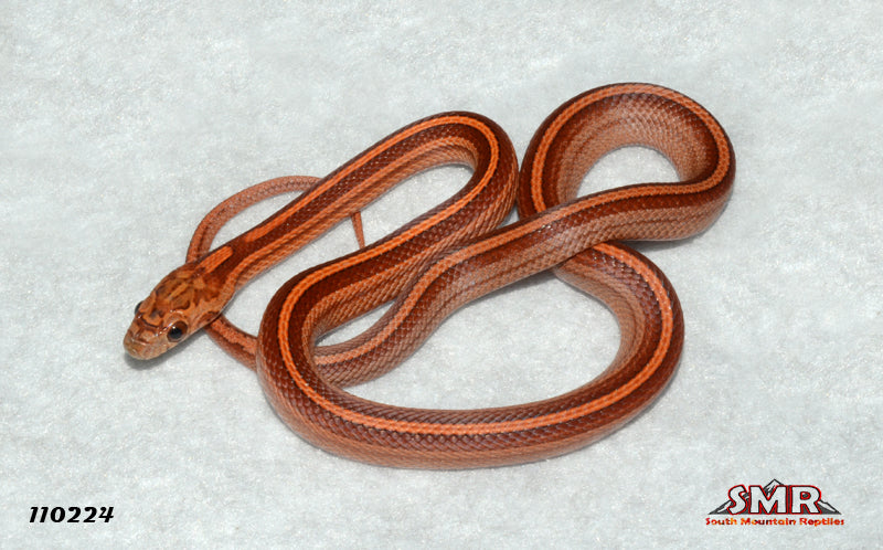 Lava Motley Tessera 14" Female for sale by South Mountain Reptiles