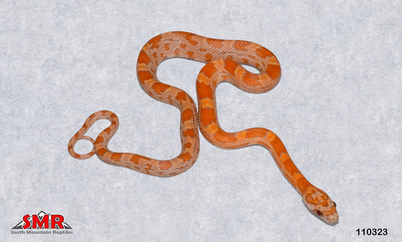 Sunkissed Ultramel 15" Male for sale by South Mountain Reptiles