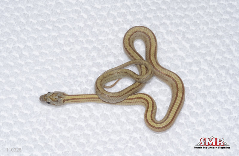 Striped Caramel female