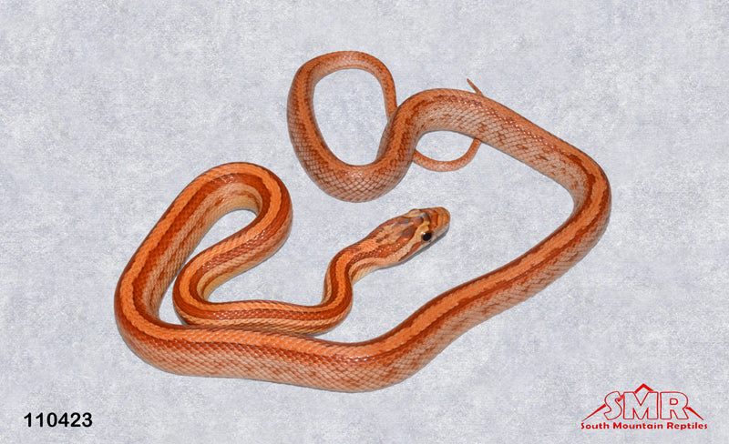 Terrazzo 18" Female for sale by South Mountain Reptiles