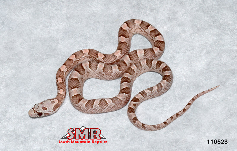 Strawberry Granite 14" Male for sale by South Mountain Reptiles