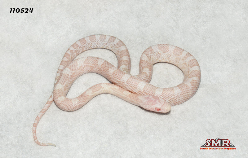 Peppermint 13" Male for sale by South Mountain Reptiles