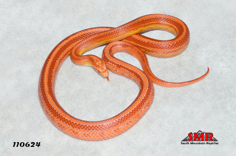 Cherry Amel Tessera 30" Male for sale by South Mountain Reptiles