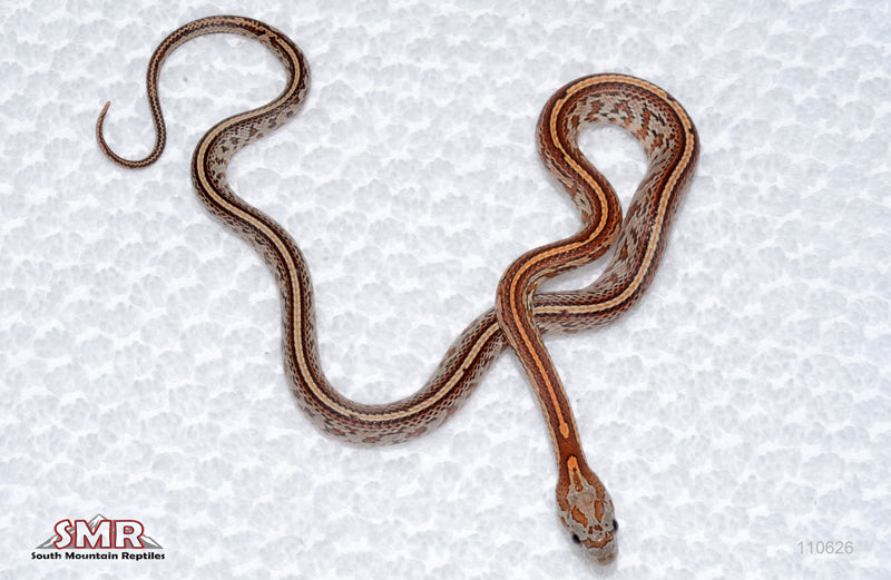 Tessera male