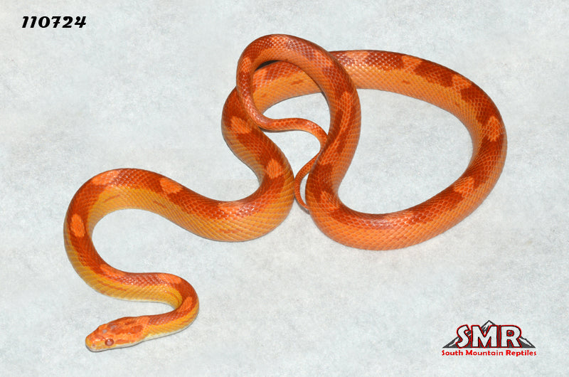 Sunglow Motley 33" FEmale for sale by South Mountain Reptiles