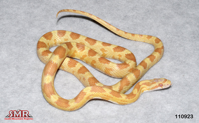 Butter 26' Male for sale by South Mountain Reptiles