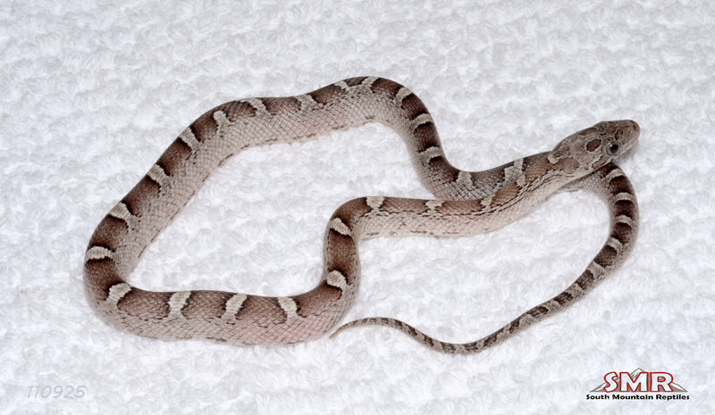 Granite 13" Male for sale by South Mountain Reptiles
