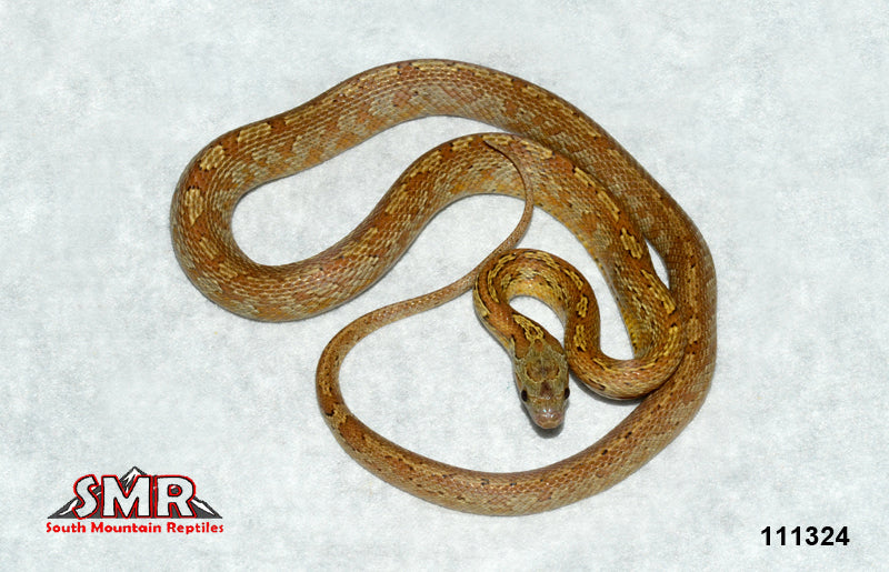 Caramel Bloodred Tessera 23" Female for sale by South Mountain Reptiles