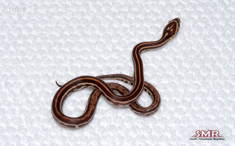 Weirdo Tessera female