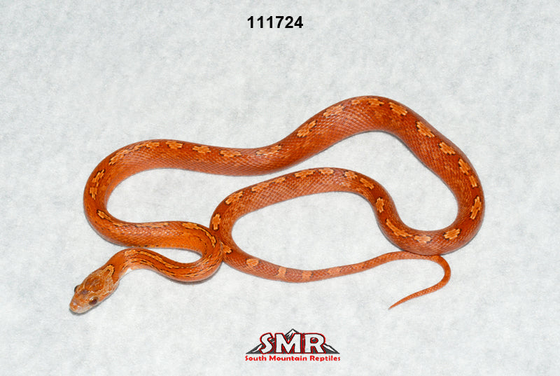 Bloodred Tessera 20" Female for sale by South Mountain Reptiles