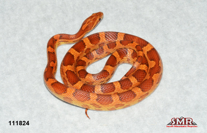 Cornsnake 26" Male for sale by South Mountain Reptiles