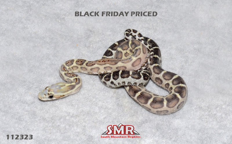 Scaleless Caramel 16" Female for sale by South Mountain Reptiles