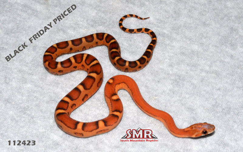 Scaleless Okeetee 17" Male for sale by South Mountain Reptiles