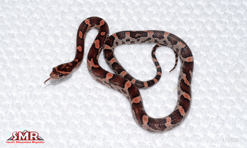 Red Okeetee female
