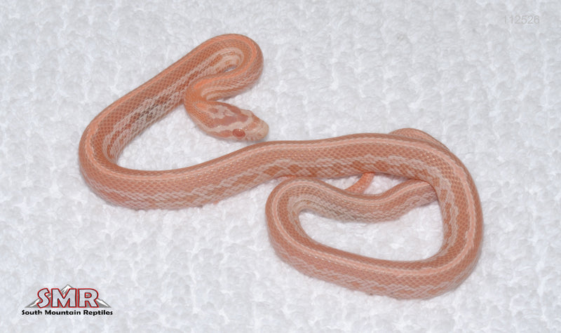 Salmon Snow Tessera male