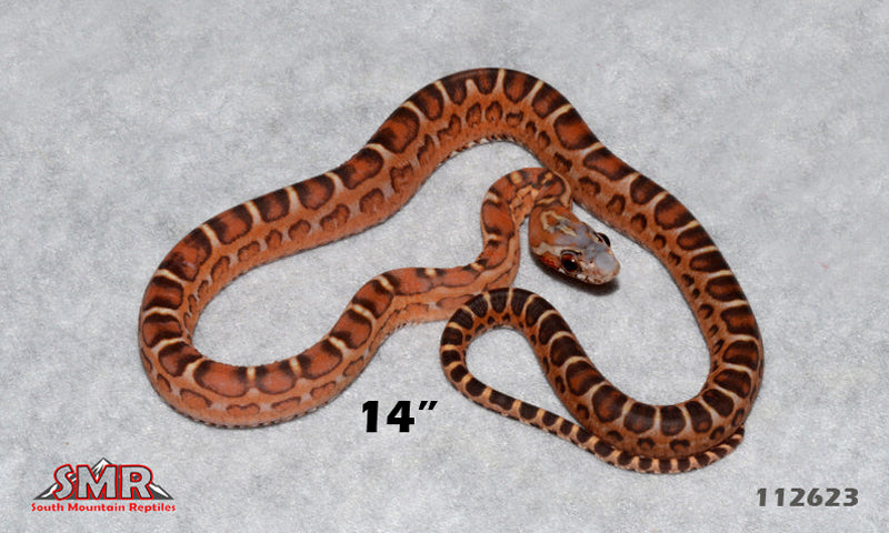 Scaleless Okeetee 14" Male for sale by South Mountain Reptiles