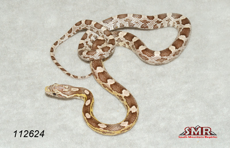 ANERYthristic 19" FEmale for sale by South Mountain Reptiles