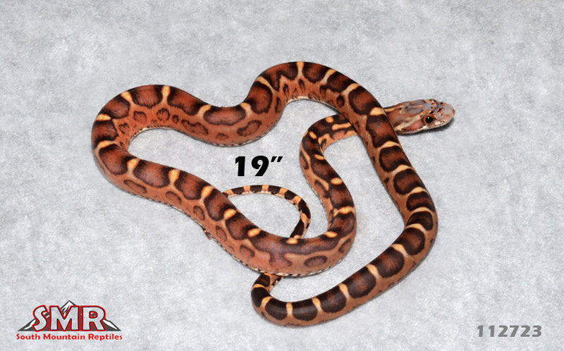 Scaleless Extreme Okeetee 19" Male for sale by South Mountain Reptiles