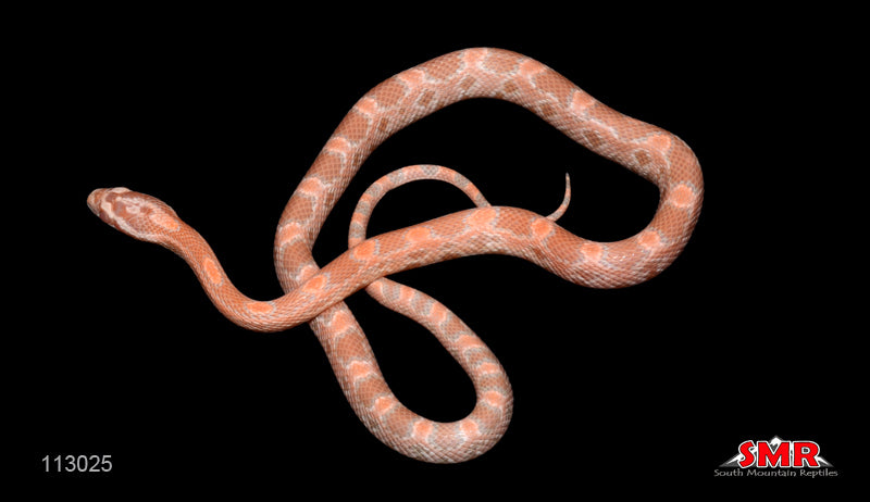 Salmon Snow 16" Male for sale by South Mountain Reptiles