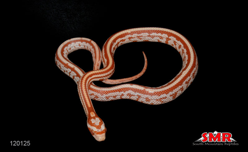 Amel Tessera 12" Male for sale by South Mountain Reptiles