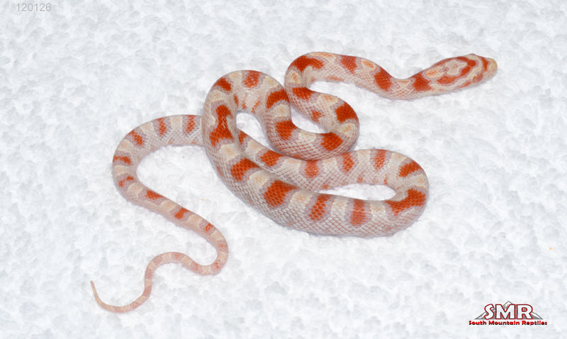 High-white Reverse Okeetee female