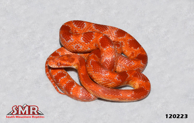 Cherry Amel 26" Male for sale by South Mountain Reptiles