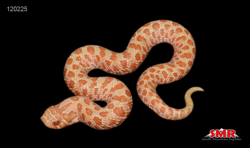 Albino Western Hognose 7" Female for sale by South Mountain Reptiles