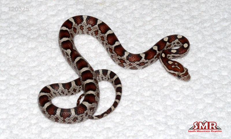 Miami Okeetee 14" Female for sale by South Mountain Reptiles